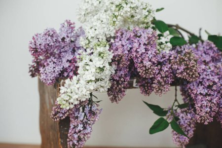 Téléchargez les photos : Beautiful lilac flowers on wooden chair, petals close up. Spring floral still life on rustic background. Purple and white lilacs composition in home. Happy mothers day - en image libre de droit