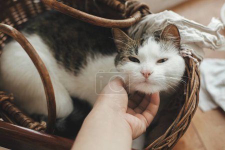 Foto de Hand caressing cute kitten in wicker basket. Woman petting adorable sweet cat on rustic background. Lovely moment. Owner and pet at home, adoption concept - Imagen libre de derechos