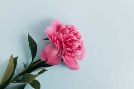Photo for Beautiful peony composition on pastel blue paper, flat lay. Creative floral image, stylish greeting card. Fresh pink peony flowers on blue background, moody wallpaper - Royalty Free Image