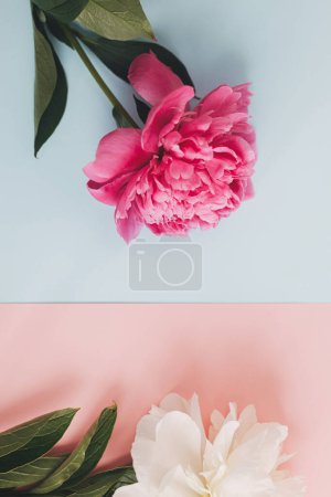 Foto de Modern peonies composition on pastel blue and pink paper, flat lay. Creative floral image, stylish greeting card. Fresh pink and white peony flowers, vertical photo - Imagen libre de derechos