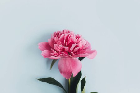 Téléchargez les photos : Beautiful peony composition on pastel blue paper, flat lay. Creative floral image, stylish greeting card. Fresh pink peony flowers on blue background, moody wallpaper - en image libre de droit