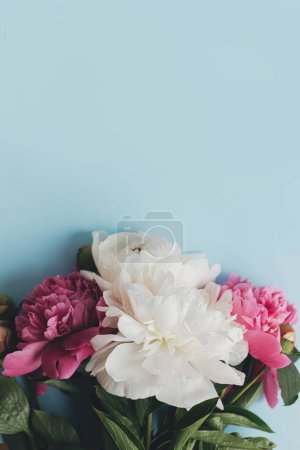 Photo for Modern peonies composition on pastel blue paper, flat lay. Creative floral image, stylish greeting card with space for text. Fresh white and pink peony flowers border - Royalty Free Image