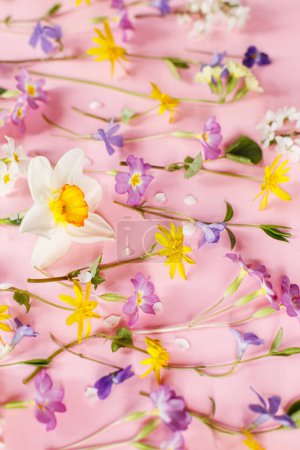 Téléchargez les photos : Colorful spring flowers flat lay on pink background. Spring composition with fresh wildflowers. Hello spring! Happy Easter! Floral banner and greeting card. Happy mothers day - en image libre de droit