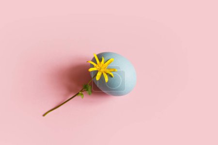 Photo for Stylish easter egg and flower on pink background flat lay. Easter still life. Minimal modern greeting card or banner, copy space. Happy Easter! Blue egg and yellow blooming flower - Royalty Free Image