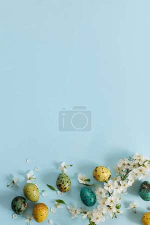 Foto de Elegantes huevos de Pascua y flores en flor sobre fondo azul plana ponen. ¡Feliz Pascua! Huevos de codorniz coloridos pintados naturales y flor de cerezo. Tarjeta de felicitación moderna o banner, espacio para copiar - Imagen libre de derechos