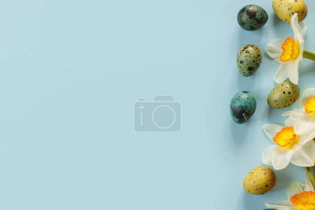 Foto de Stylish easter eggs and blooming flowers on blue background flat lay. Happy Easter! Natural painted colorful quail eggs and daffodils blossom. Modern greeting card or banner, copy space - Imagen libre de derechos