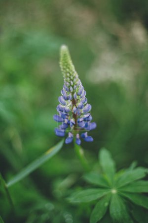 Photo for Lupine wildflower in meadow. Cottagecore aesthetics. Close up of purple lupine flower in atmospheric summer countryside. Lupinus polyphyllus - Royalty Free Image