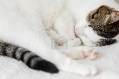 Photo for Adorable cat sleeping on cozy white chair. Comfortable home and adopted animal concept. Portrait of cute kitty napping on couch, hugging with paws - Royalty Free Image