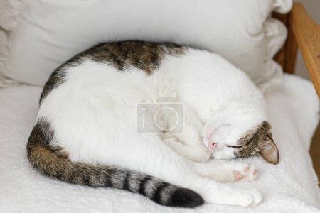 Foto de Adorable gato durmiendo en silla blanca y acogedora. Cómodo hogar y concepto animal adoptado. Retrato de gatito lindo siesta en el sofá, abrazo con las patas - Imagen libre de derechos