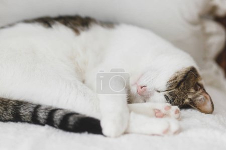 Téléchargez les photos : Adorable chat dormant sur une chaise blanche confortable. Maison confortable et concept animal adopté. Portrait de mignon chaton sieste sur le canapé à la maison, étreignant avec des pattes - en image libre de droit