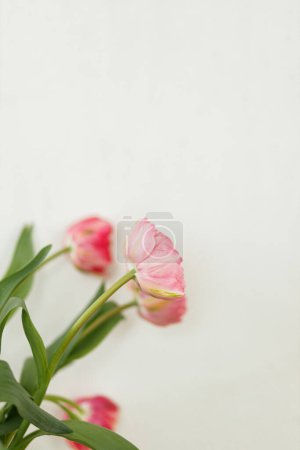 Téléchargez les photos : Élégant bouquet de belles tulipes roses sur fond mural blanc rustique. Arrangement floral dans la ferme. Composition fleurs de printemps, espace de copie. Joyeuse fête des mères et des femmes - en image libre de droit