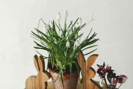 Téléchargez les photos : Fleurs de printemps en pot sur fond de table en bois avec décor de Pâques. Muscari blanc fleurissant en pot de fleurs de près. Aménagement festif et décor dans une ferme - en image libre de droit