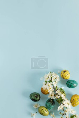 Téléchargez les photos : Happy Easter! Easter stylish eggs and blooming spring flowers on blue background, space for text. Modern greeting card or banner. Natural painted colorful quail eggs and cherry blossom - en image libre de droit