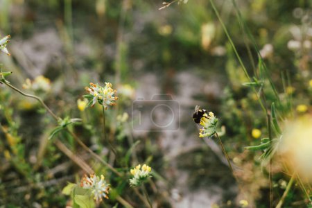 Foto de Bumblebee on yellow wildflower in summer meadow. Bumble bee  pollinating anthyllis vulneraria close up. Pollination and gathering honey nectar concept. Bee on flower, atmospheric image - Imagen libre de derechos