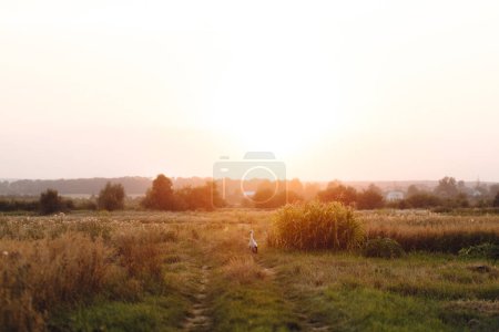 Téléchargez les photos : Belle cigogne debout parmi les champs de blé et d'avoine au coucher du soleil. Oiseau cigogne dans la campagne estivale. Moment de tranquillité atmosphérique. Récolte estivale des céréales et vie rurale - en image libre de droit