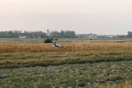 Téléchargez les photos : Belle cigogne volant au-dessus du champ de blé dans la lumière du soir. Oiseau cigogne dans la campagne estivale. Moment de tranquillité atmosphérique. Récolte estivale des céréales et vie rurale - en image libre de droit