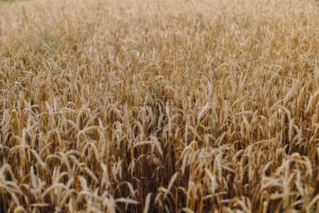 Photo for Wheat stems in evening field. Global hunger and food crisis. Summer grain harvest and rural slow life. Wheat crop field in countryside. Atmospheric tranquil moment. Ripe ears - Royalty Free Image