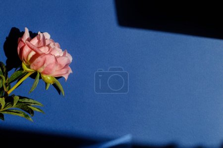Foto de Peonía rosa sobre fondo azul plana yacía a la luz del sol. Plantilla de tarjeta floral con espacio para texto. Fondo de pantalla de flores creativas mínimas. Día de las madres - Imagen libre de derechos