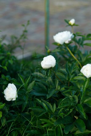 Téléchargez les photos : Belles pivoines blanches dans le jardin lunatique. Jardin de chalet d'été avec des fleurs en fleurs. La pivoine blanche. Fond floral - en image libre de droit