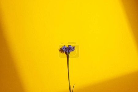 Téléchargez les photos : Fleur bleue sur fond jaune plat posée en plein soleil. Modèle de carte florale avec espace pour le texte. Les bleuets fleurissent. Papier peint floral créatif minimal, fleurs sauvages d'été - en image libre de droit