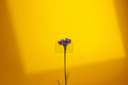 Téléchargez les photos : Fleur bleue sur fond jaune plat posée en plein soleil. Modèle de carte florale avec espace pour le texte. Les bleuets fleurissent. Papier peint floral créatif minimal, fleurs sauvages d'été - en image libre de droit