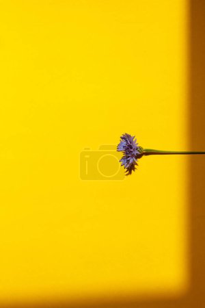 Foto de Flor azul sobre fondo amarillo plana yacía a la luz del sol. Plantilla de tarjeta floral con espacio para texto. Flor de aciano. Fondo de pantalla floral creativo mínimo, flor silvestre de verano - Imagen libre de derechos