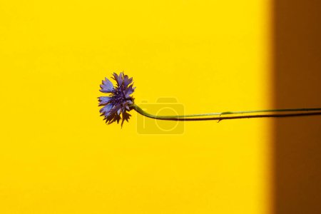 Photo for Blue flower on yellow background flat lay in sunlight. Floral card template with space for text. Cornflower blooming. Minimal creative floral wallpaper, summer wildflower - Royalty Free Image