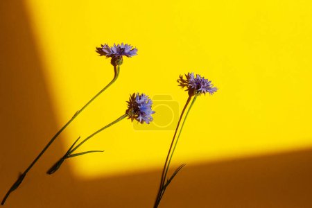 Foto de Flores azules sobre fondo amarillo planas yacían a la luz del sol. Tarjeta floral con espacio para texto. Flor de aciano. Fondo de pantalla floral creativo mínimo, flores silvestres de verano - Imagen libre de derechos