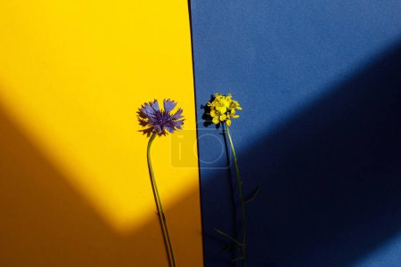 Téléchargez les photos : Fleurs bleues et jaunes à plat posées sur du papier au soleil. Carte florale avec espace pour le texte. Bleuet et brassica napus. Papier peint floral créatif minimal, fleurs sauvages d'été - en image libre de droit