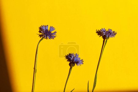 Photo for Blue flowers on yellow background flat lay in sunlight. Floral card  with space for text. Cornflower blooming. Minimal creative floral wallpaper, summer wildflowers - Royalty Free Image