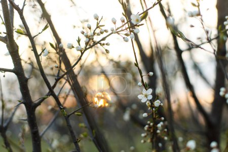 Téléchargez les photos : Belle floraison de fleurs blanches cerise dans le jardin du soir. Le printemps fleurit. Floraison de branches de cerisier au coucher du soleil. Fond floral - en image libre de droit