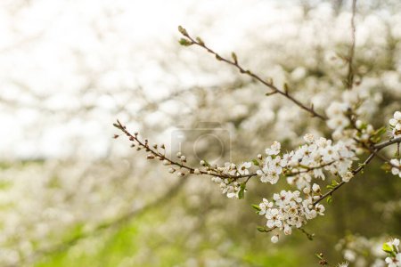 Téléchargez les photos : Belle floraison de fleurs blanches cerise dans le jardin. Le printemps fleurit. Floraison de branches de cerisier dans un verger ensoleillé. Fond floral, espace pour le texte - en image libre de droit