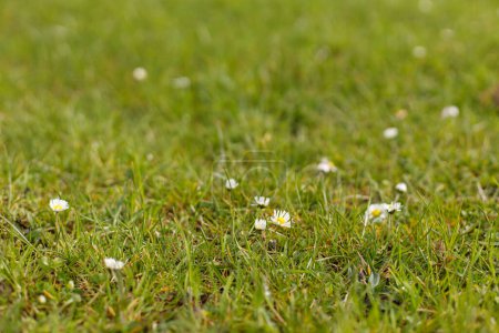 Photo for Beautiful daisies in grass in sunny meadow. Spring grassland with blooming flowers. Grass with daisies in park. Floral background - Royalty Free Image