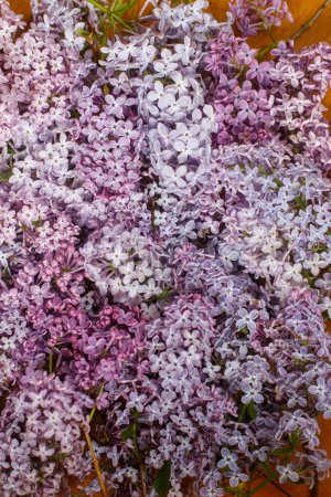 Téléchargez les photos : Belles fleurs lilas plat posé sur fond en bois. Fond d'écran lilas rose et violet. Image florale - en image libre de droit