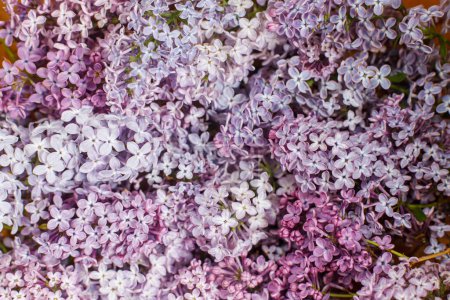 Foto de Hermosas flores de color lila de cerca, la puesta plana. Fondo de pantalla lila rosa y púrpura. Imagen floral - Imagen libre de derechos