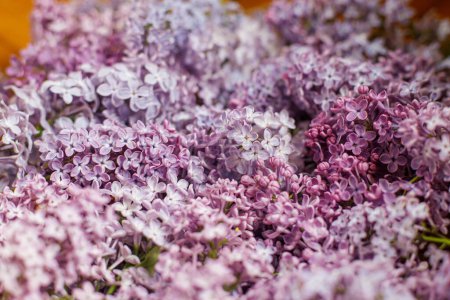 Téléchargez les photos : Belles fleurs lilas sur fond bois. Fond d'écran lilas rose et violet. Image florale - en image libre de droit