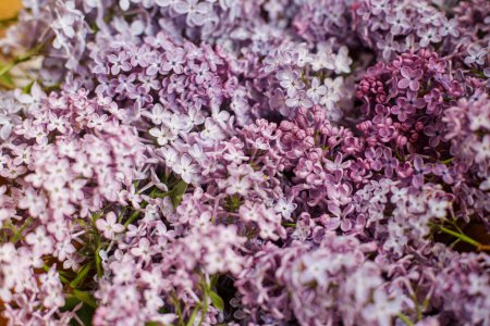 Foto de Hermosas flores lila sobre fondo de madera. Fondo de pantalla lila rosa y púrpura. Imagen floral - Imagen libre de derechos
