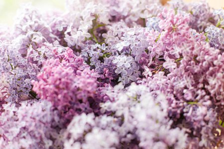 Foto de Hermosas flores lila en el alféizar de la ventana en la habitación soleada. Decoración de la casa de verano con flores. Lila rosa y púrpura en casa rústica. Fondo floral - Imagen libre de derechos