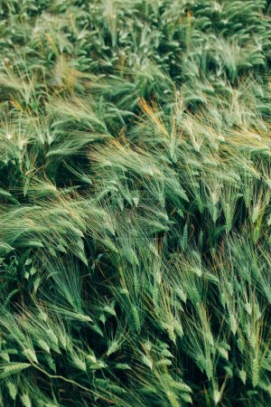 Photo for Beautiful barley ears in evening field, view above. Summer countryside. Atmospheric moment. Rye or wheat field, food and grain cultivation concept. Floral wallpaper. - Royalty Free Image
