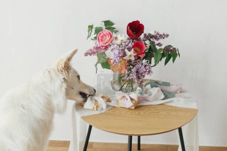 Téléchargez les photos : Mignon chien aidant avec boîte cadeau à bouquet élégant et rubans pastel sur table en bois dans la salle rustique moderne. Bonne fête des mères. Animaux de compagnie et vacances. Joyeuse journée des femmes. Adorable spitz danois blanc - en image libre de droit