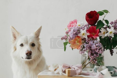 Téléchargez les photos : Mignon chien assis à la boîte cadeau élégant et bouquet sur une table en bois dans une pièce rustique moderne. Amour des animaux et salutations de vacances. Bonne fête des mères. Joyeuse journée des femmes. Adorable chien spitz danois blanc - en image libre de droit