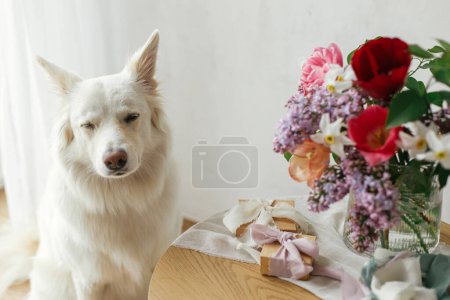 Téléchargez les photos : Mignon chien assis à la boîte cadeau élégant et bouquet sur une table en bois dans une pièce rustique moderne. Amour des animaux et salutations de vacances. Bonne fête des mères. Joyeuse journée des femmes. Adorable chien spitz danois blanc - en image libre de droit