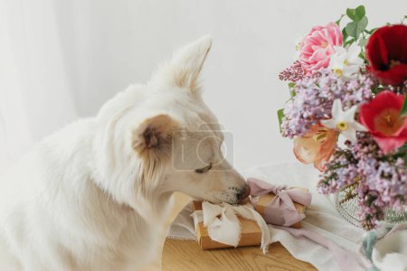 Photo for Cute dog with gift box at stylish bouquet and pastel ribbons on wooden table in modern rustic room. Happy Mothers day. Pet and holidays. Happy Women's day. Adorable white danish spitz - Royalty Free Image