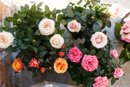 Photo for Beautiful roses flower pots on terrace. Concrete pots with colorful roses blooming close up, arrangement in countryside home patio. Floral summer decor - Royalty Free Image