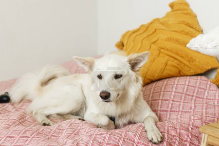 Téléchargez les photos : Adorable chien relaxant sur le lit dans une chambre élégante. Mignon chien blanc couché sur une couverture rose dans la chambre. adopté doux danois spitz chien à la maison - en image libre de droit