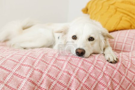 Foto de Adorable perro relajándose en la cama en una habitación elegante. Lindo perro blanco con emociones dulces acostado sobre una manta rosa en el dormitorio. Retrato de perro spitz danés adoptado en casa - Imagen libre de derechos