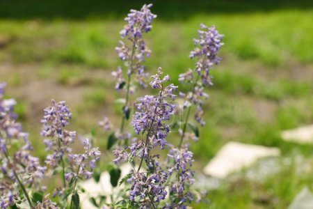 Téléchargez les photos : Fleurs bleues dans le jardin de campagne. Catnip fleurissant dans un jardin d'été ensoleillé. Biodiversité et aménagement paysager des parterres de fleurs de jardin - en image libre de droit
