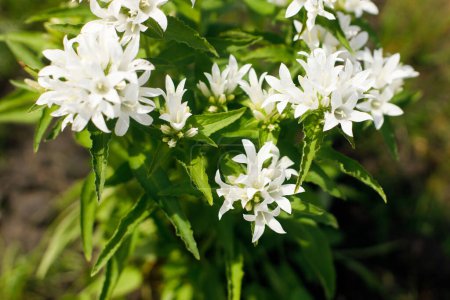 Téléchargez les photos : Campanula fleurs blanches dans le jardin de campagne. Campanula glomerata fleurissant dans une prairie ensoleillée d'été. Biodiversité et aménagement paysager des parterres de fleurs de jardin - en image libre de droit