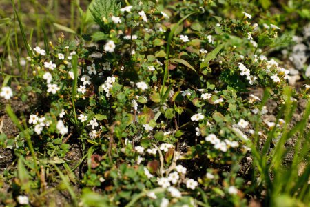 Foto de Flores de Bacopa en el jardín rural. Bacopa monnieri floreciendo en el soleado prado de verano. Biodiversidad y jardinería macizos de flores - Imagen libre de derechos
