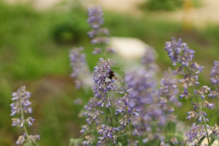 Photo for Bumblebee on blue flowers in countryside garden. Bee pollinating catnip blooming flowers. Biodiversity and landscaping garden flower beds - Royalty Free Image